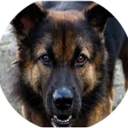 POLICE 1101 POLICE 1101